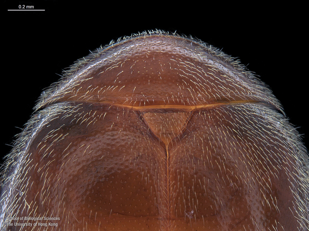 Cranium and pronotum (dorsal view)